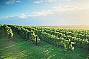 Hunter Valley Vineyards
