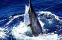 black marlin