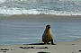 AUSTRALIAN SEA LIONS, SEAL BAY KI