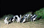Penguins & Places