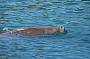 dugong