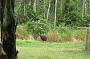 Cassowary seen on tour with Boar Busters.