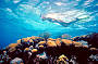 Paradise underwater - Great Barrier Reef