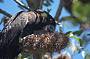 Black Cockatoo
