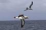 Albatross ~ Amazing Albatross seen daily (Image C.Parsey)