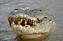 Croc