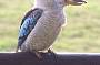 Blue-wing Kookaburra
