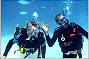 Dive the Reef - Great Barrier Reef