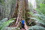 Swamp Gum