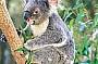 Search for Wild Koalas