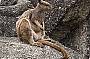 Rock Wallaby