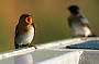 Welcome Swallows sitting on our boat.