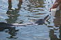 Dolphin Safaris