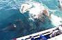Seal Feeding Frenzy ~ Great Photo Opportunity (Image C.Parsey)