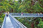 Tree Top Walk