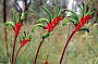Red & Green Kangaroo Paw