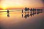 Camels in Broome