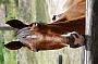 (6) Combo - 2hr Horse Ride | 30min Heli Flight | Outer Reef
