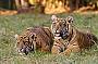 Tiger Island