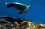 Swim with turtles