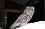 Tawny Frogmouth Owl
