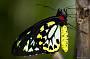 Cairns Birdwing