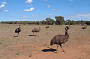 emu on the roadside