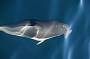 Bottlenose Dolphin along for the ride (Image C.Parsey)