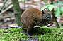 Musky Rat-kangaroo - Hypsiprymnodon moschatus