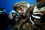 Moore Reef Cruise and Introductory Scuba Dive special 