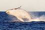 Whale Breaching