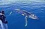 Whales up close