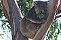 Koala in the Wild