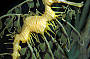 Underwater World Leafy Sea Dragon