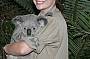 Koala kuddling