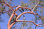 Lemeon Scented Gum