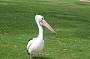 Pelican on Sturt Reserve
