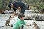 Feed the Rock Wallabies at Granite Gorge