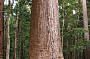 1000 year old Tree