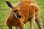 Kangaroo Island 2 day RTV Wildlife Safari