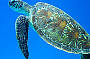 Great Barrier Reef