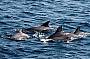 Bottlenose Dolphins Jervis Bay