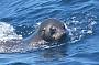 Fur seal ~ Abundant Sealife 