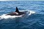 Killer Whales ~ Riding the wake (Image C.Parsey) 
