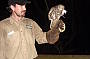Nocturnal owl with ranger