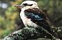 CONVERTIBLE DANDENONG/YARRA VALLEY RANGES TOUR (PRICE PER CAR)