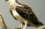 Tour 3 Birding and Wildlife Tour