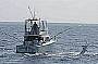 Marlin on at Lizard Island