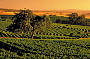The Barossa Valley