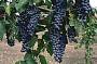 CONVERTIBLE YARRA VALLEY WINERIES TOUR( PRICE PER CAR)